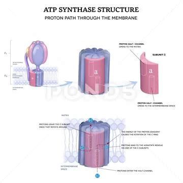 ATP synthase structure and Proton path ~ Clip Art #208861707