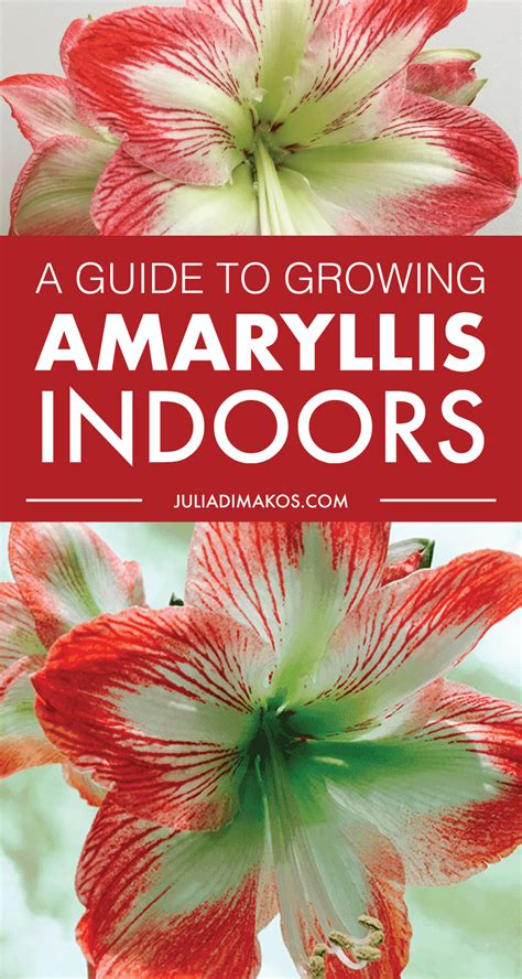 A Guide to Growing Amaryllis Indoors - Julia Dimakos