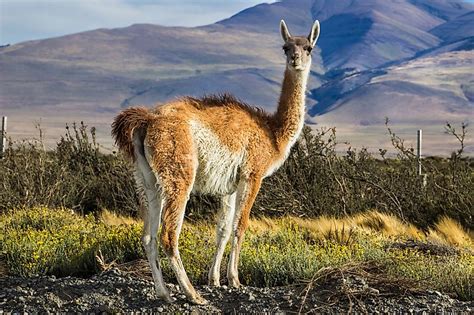 Animals Found in Chile - WorldAtlas