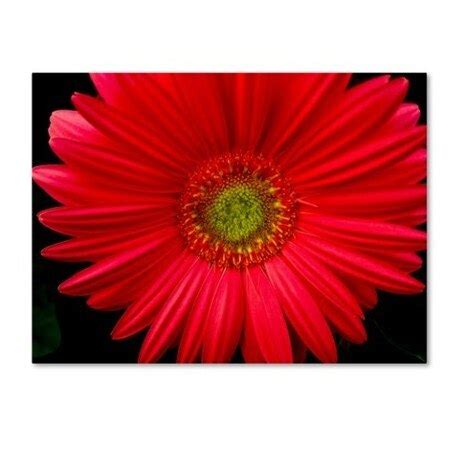 Trademark Fine Art The Lieberman Collection 'Pink Flower' Canvas Art ...