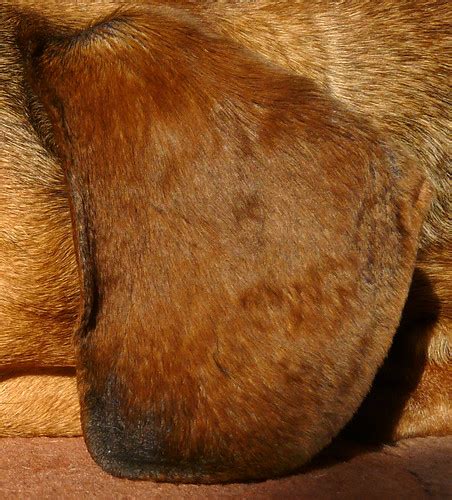 dog ear | David | Flickr