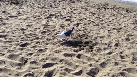 SEAGULL EATING CHIPS AT THE BEACH - YouTube