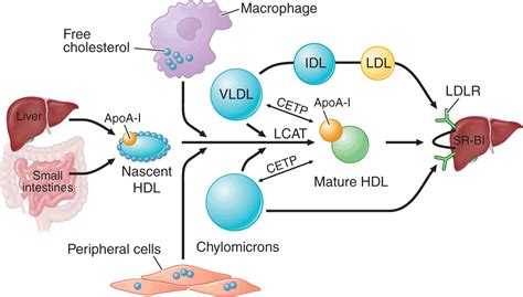 Disorders of Lipoprotein Metabolism | Thoracic Key