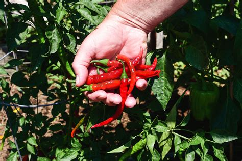 Cayenne Pepper Plant Pests