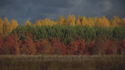 Lithuania - China and CEEC Forestry