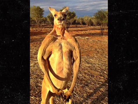 Roger the Ripped Kangaroo Dead at 12 | TMZ.com