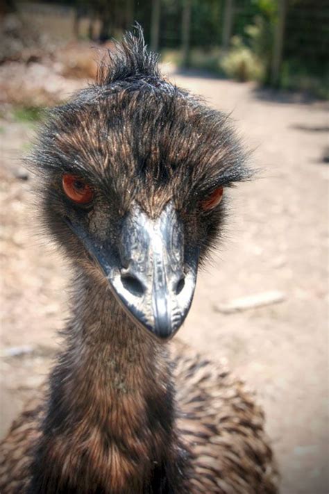 Photo Friday #35: Australian Emu | Australian animals, Australian fauna ...