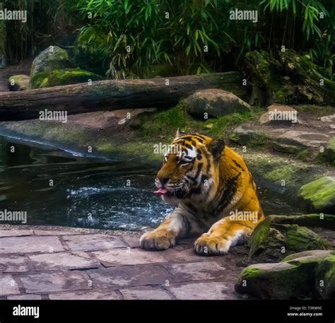 portrait of a siberian tiger bathing in the water, tiger washing its self, animal behavior ...