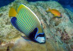26 Similan Island Marine Life ideas | marine life, marine, island