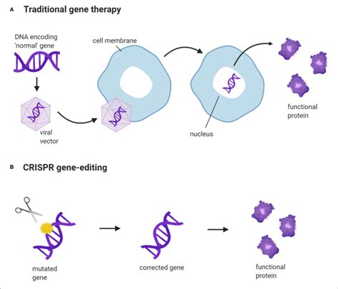 | CRISPR gene-editing vs. traditional gene therapy. (A) A new gene ...