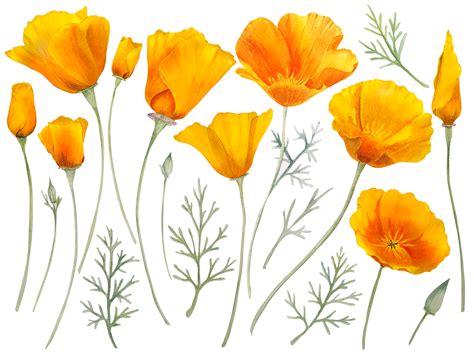 Watercolor orange california poppy 12067060 PNG