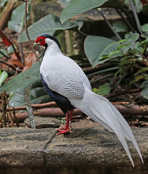 Pictures and information on Silver Pheasant