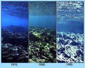 Ocean acidification effects on coral reefs | SiOWfa14 Science in Our ...