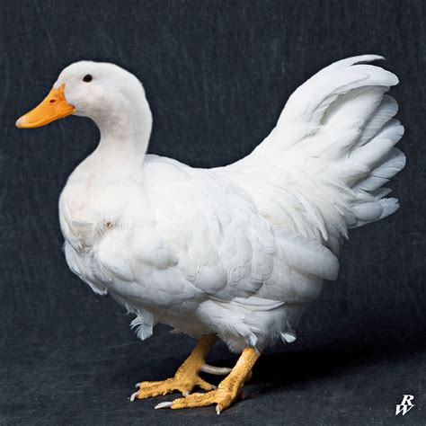 Duck Chicken Hybrid