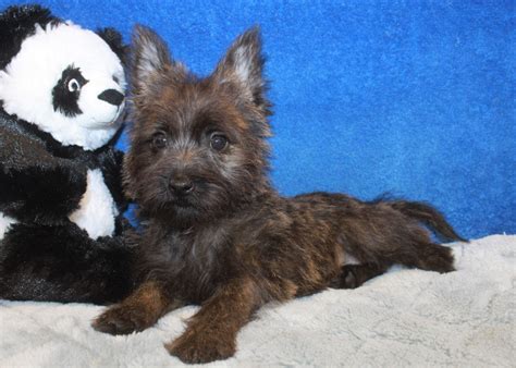 Cairn Terrier Puppies For Sale - Long Island Puppies