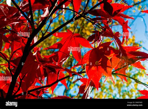 Acer Palmatum leaves Stock Photo - Alamy