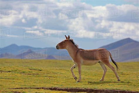 Kiang (Equus kiang) walking, Sanjiangyuan National Nature Reserve, Qinghai Hoh Xil UNESCO World ...