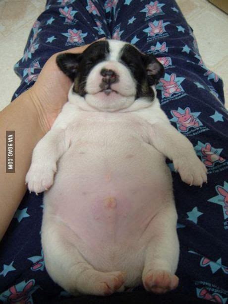 Fat Puppy | Chubby puppies, Fat puppies, Funny animals