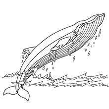 Humpback whale coloring pages - Hellokids.com