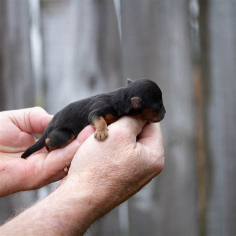 Miniature Rottweiler, Full Grown Mini Rottie Types & Price