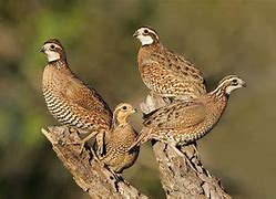 TX - Quail For Sale