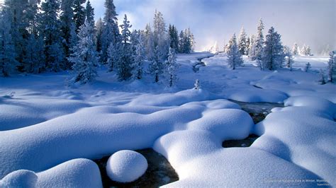 🔥 Download Webshots Yellowstone National Park In Winter Wyoming by ...