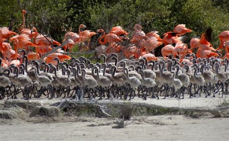 On Great Inagua Island in the Bahamas, the flamingos are many and ...