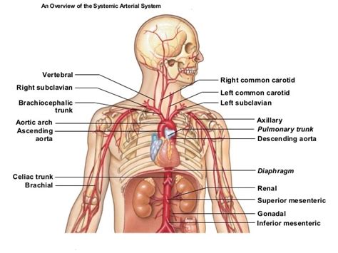 Brachiocephalic trunk – Definition, Location, Function, Anatomy and ...