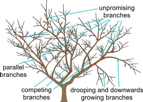 Pruning Apple Trees in 3 Easy Steps | Gardeningtheme.com