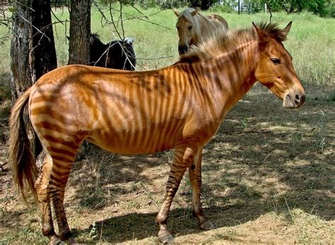 Zebroid horse zebra hybrid | Stripes . Blazes. Flashes | Pinterest