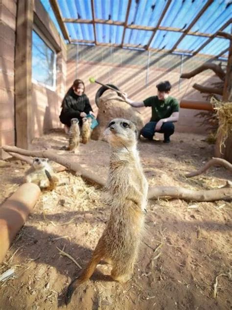 Hopwood Hall College goes virtual with immersive tour - and there's meerkats - Manchester ...