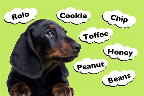 Top 201 Dachshund Names - I Love Dachshunds