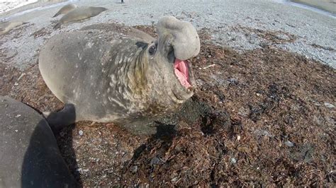 SOUTHERN ELEPHANT SEALS: The world's largest seal | Oceana - YouTube