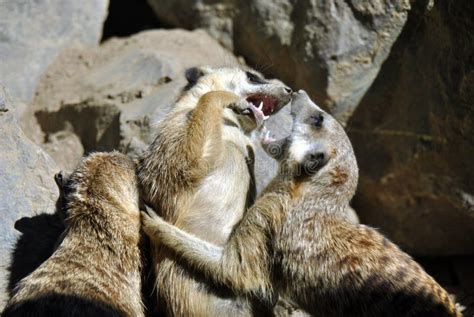 Fighting Meerkats or Suricates Stock Photo - Image of southern, desert ...