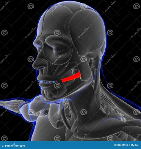 Risorius Muscle Anatomy for Medical Concept 3D Stock Illustration - Illustration of corrugator ...