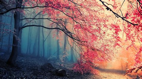 nature, Trees, Colorful, Simple Background Wallpapers HD / Desktop and ...