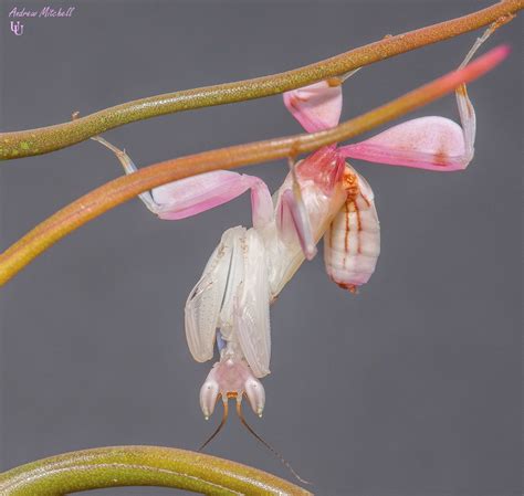 Hymenopus coronatus (Orchid Mantis) | The Praying Mantis