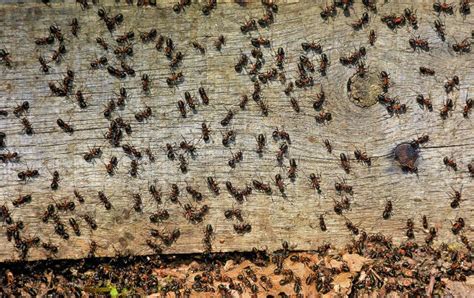 Swarm of ants stock photo. Image of insect, colony, invertebrate - 186715400