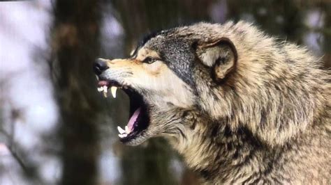 Banff National Park Shut Down after Wolf Attack on Camper | Wild ...