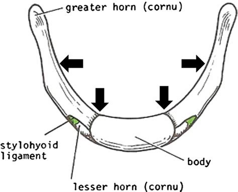 Hyoid bone anatomy, location, dislocation, fracture & hyoid bone syndrome