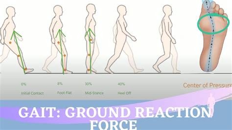 Ground Reaction Force During the Gait Cycle - YouTube