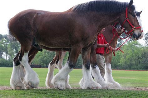 [Animals] Anheuser-Busch stops cutting off tails of Budweiser ...