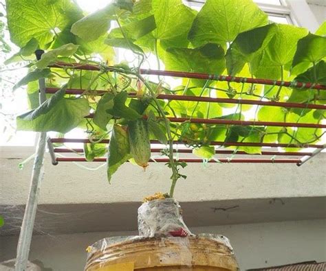 How to Grow Cucumber Indoors : 5 Steps (with Pictures) - Instructables