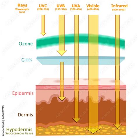 Ultraviolet radiation influenced, human skin layers damage. UVA, UVB, UV C, visible, infrared ...