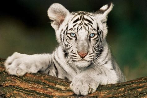 Little White Tiger Cub : r/hardcoreaww