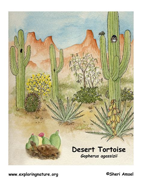 Tortoise (Desert)