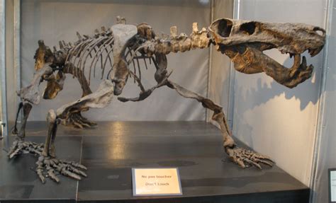 Inostrancevia alexandri (Gorgonopsid) skeleton | Prehistoric animals, Animal skeletons ...