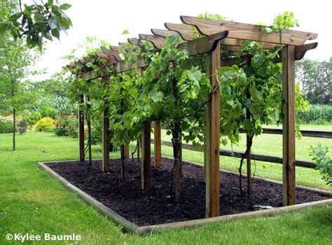 37 Grape vine arbors ideas | grape vines, garden vines, backyard