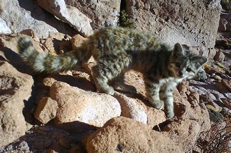 Gotcha! Elusive and rare Andean mountain cats snapped in new location ...