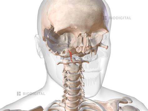 Right tensor veli palatini | BioDigital Anatomy